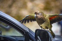 New Zealand 2025 (1 group) (12/66)